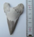 Shark teeth big - Maroc - No.2