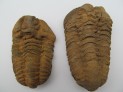 Trilobite - Maroc