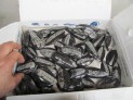 Orthoceras 6 cm - Maroko - VB box 250 ks