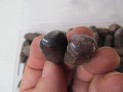 Natural asteric