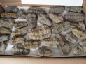Trilobit 170 ks - Maroko - velkoobchodní...