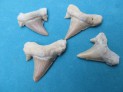 Shark teeth
