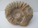 Amonit velký 14 cm - Maroko č.6