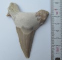 Shark teeth big - Maroc - No.3