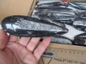 Orthoceras 15 cm - Maroko - VB box 80 ks