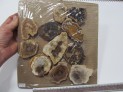 Araukarit - broušené plátky - Madagaskar